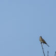 Pipit des arbres